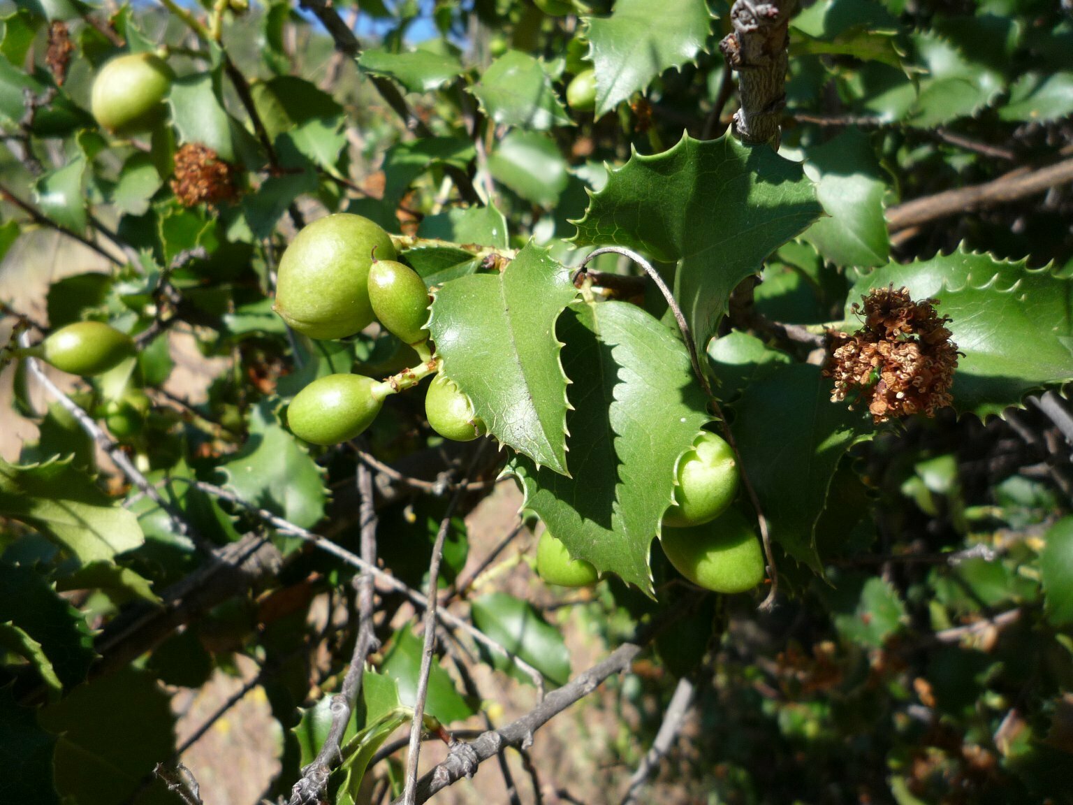High Resolution Prunus ilicifolia Leaf